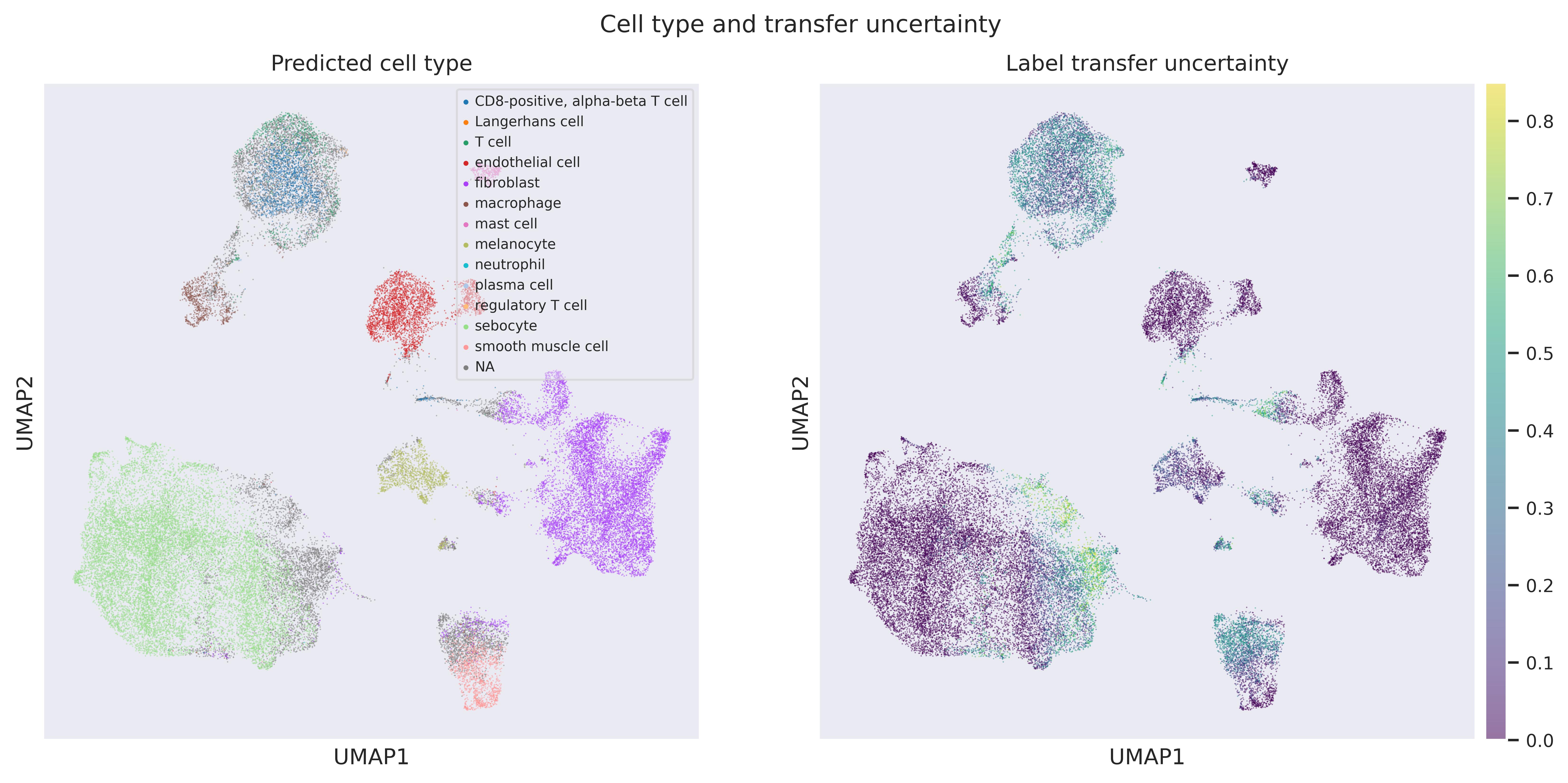 Label transfer UMAP