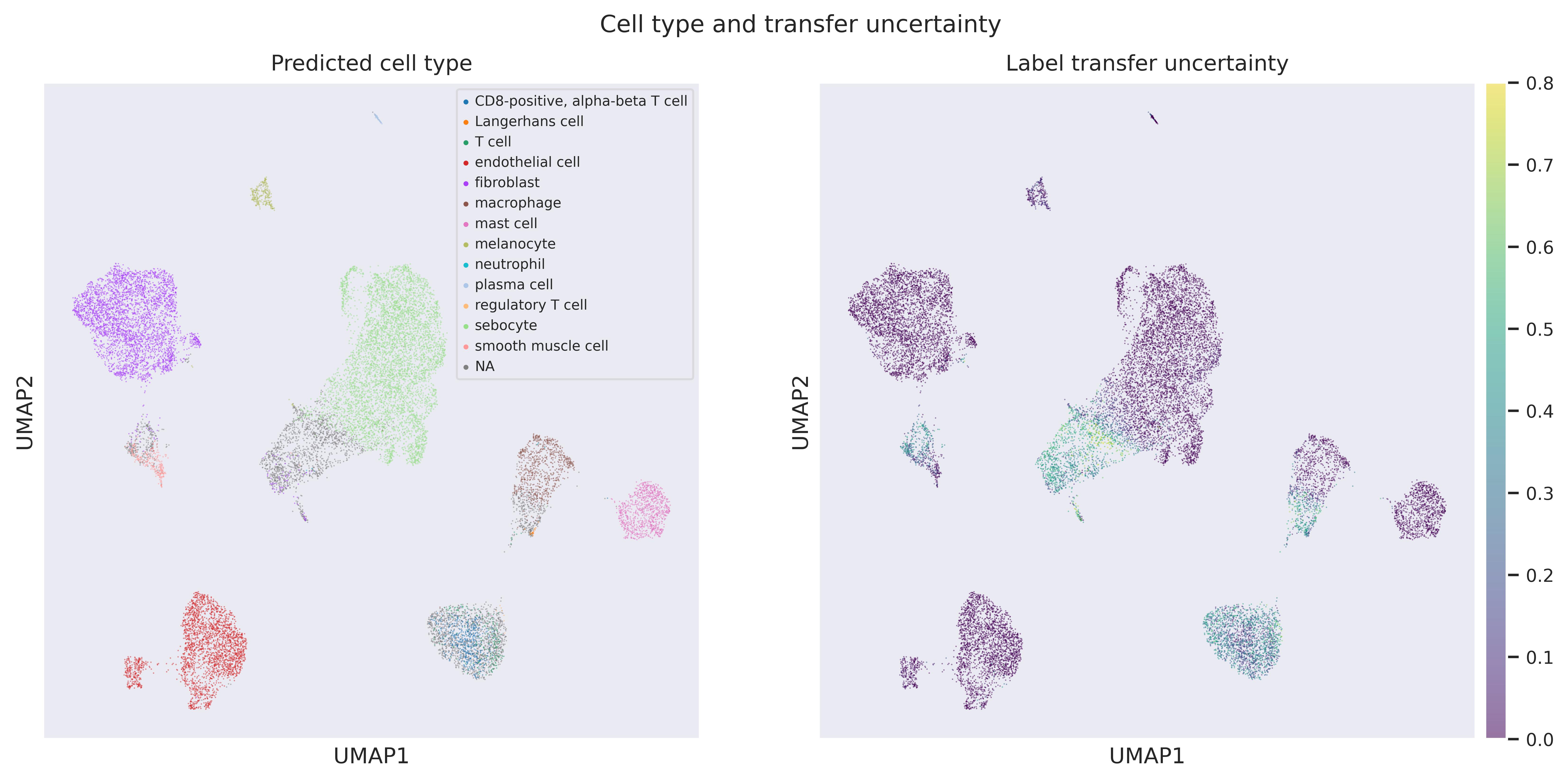 Label transfer UMAP