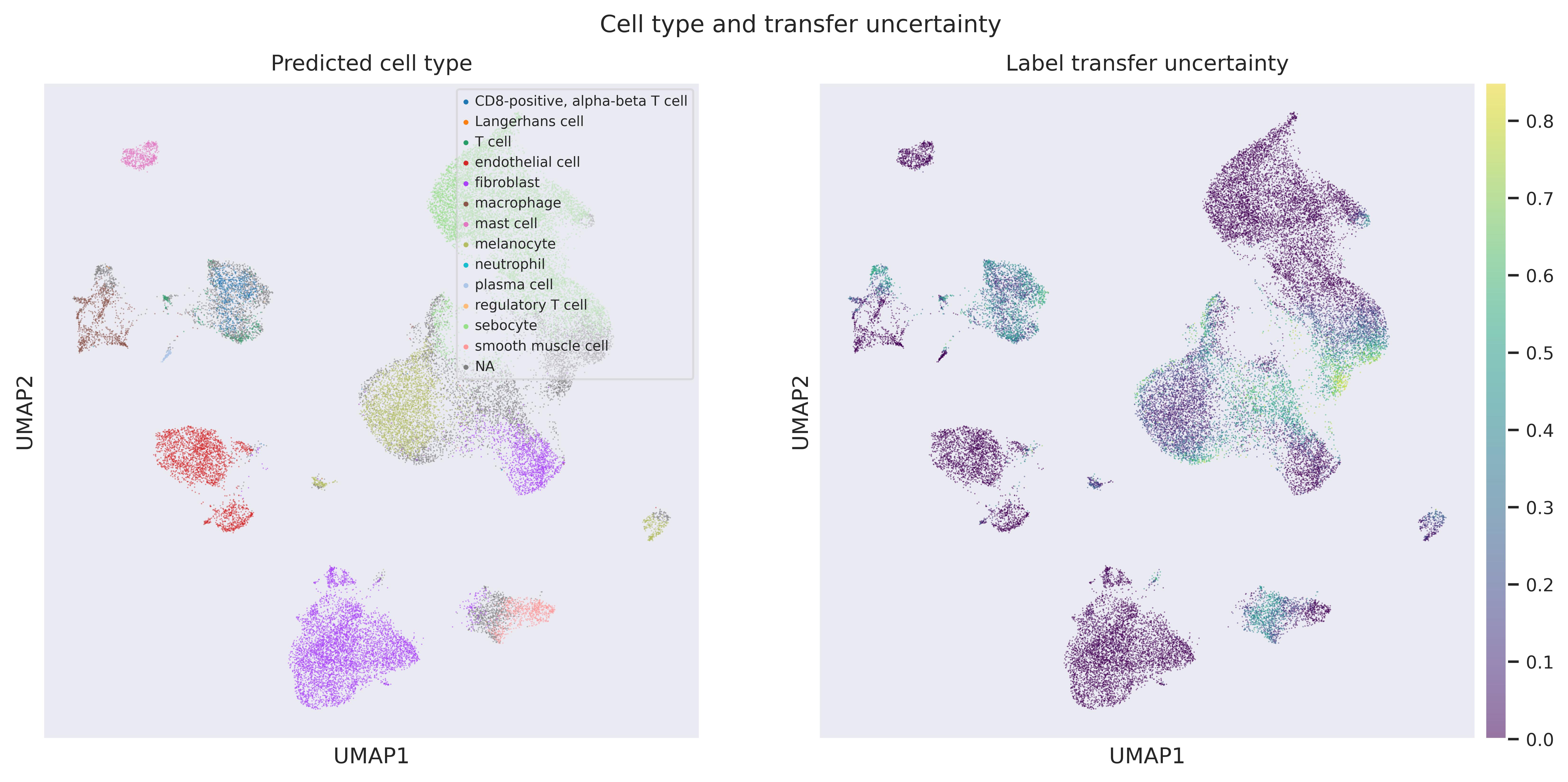 Label transfer UMAP