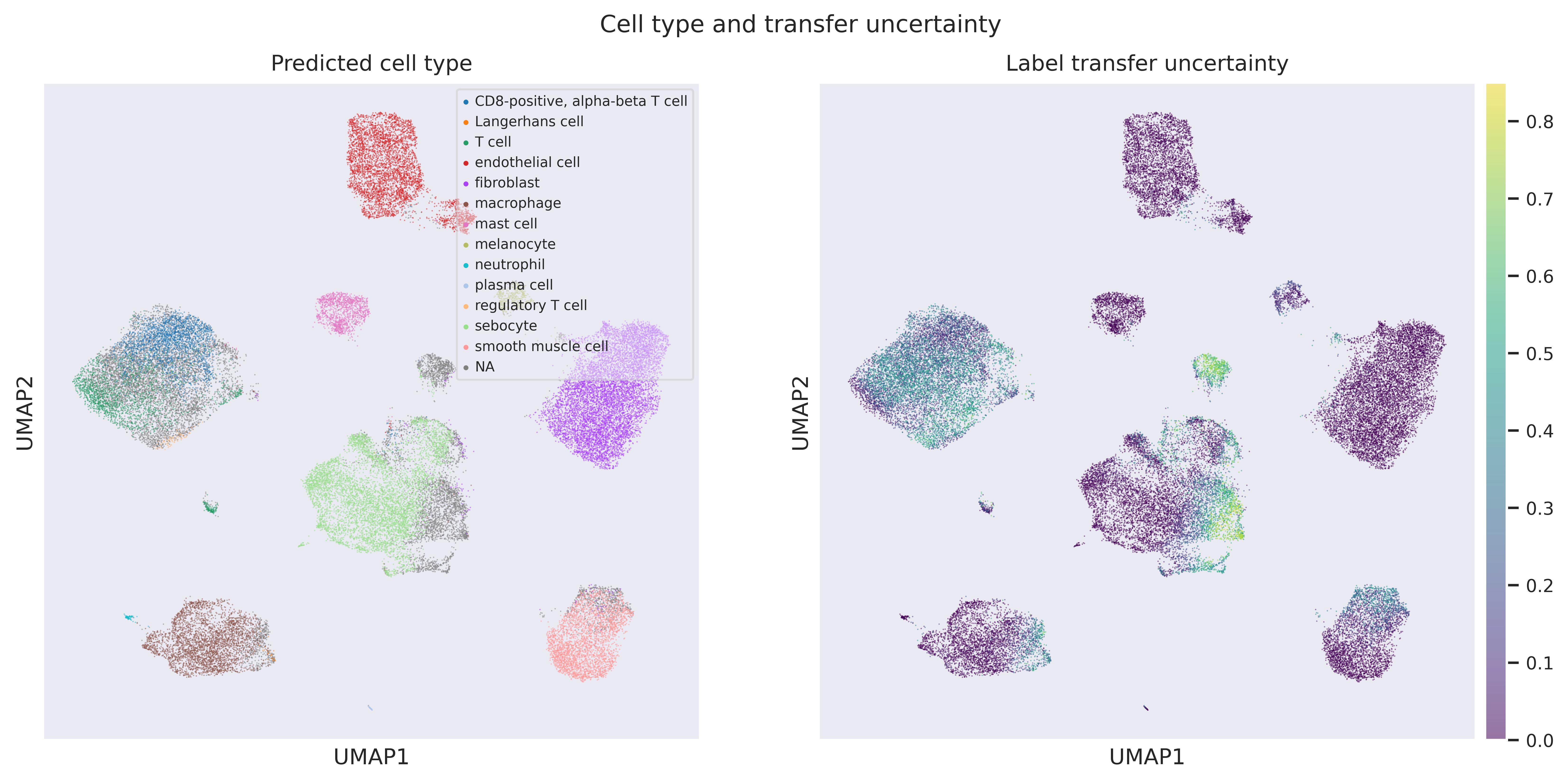 Label transfer UMAP