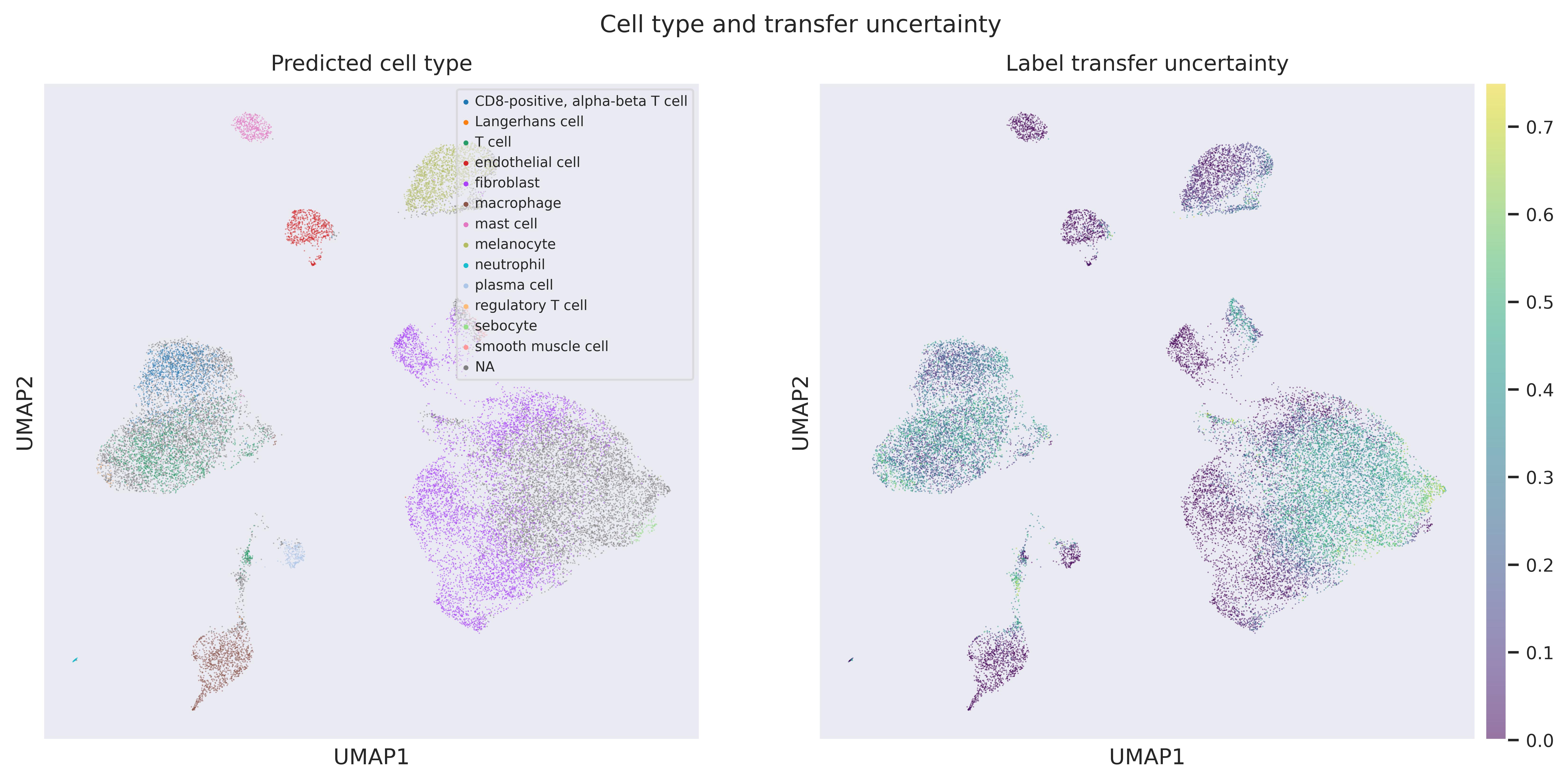 Label transfer UMAP