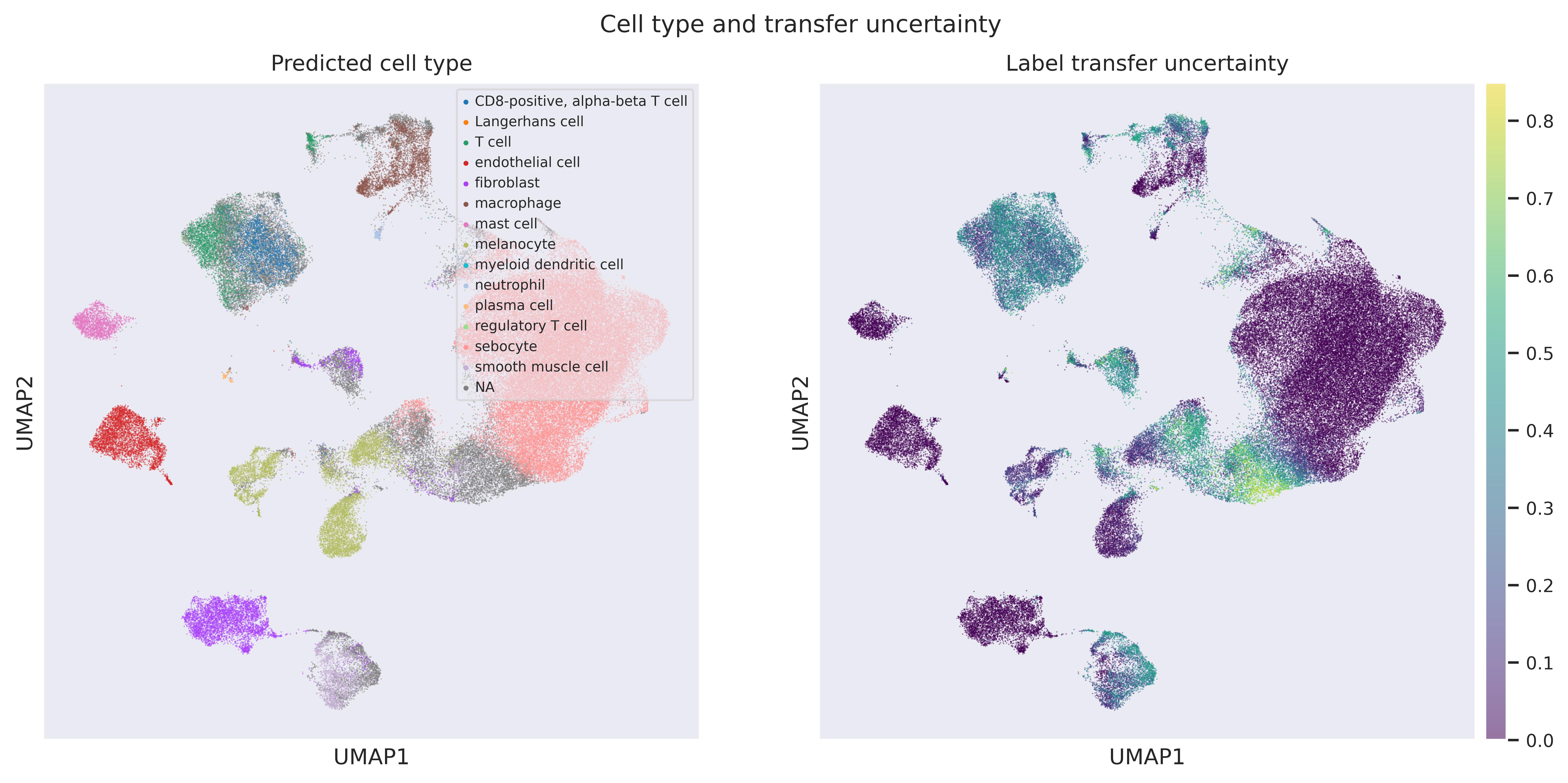 Label transfer UMAP